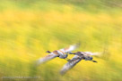 Training flight at the end of August with Pi in the lead.