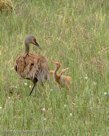 AFTER PI FALLS DOWN DOWN, he quickly gets up and seems to be asking Millie for a dance. (sequence, 2nd of 6)