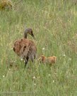 AFTER PI FALLS DOWN DOWN, he crouches, facing MIllie. (sequence, 3rd  of 6)