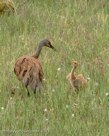 AFTER PI FALLS DOWN DOWN, the conversation continues as both appear to vocalize. (sequence, 5th of 6)