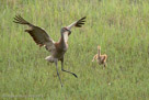 PI DANCES WITH MOM - Millie lands from her run-jump-glide.  (sequence, 4th of 5)