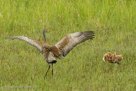 FAMILY DANCE -Pi faces off and answers Roy's wingspread. with his own.