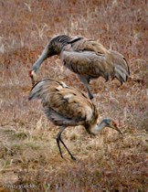 10 second mating sequence