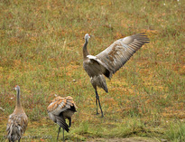 First jump at 4.7 seconds