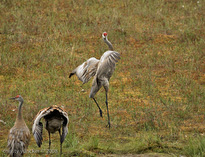 Second jump at 5.9 seconds