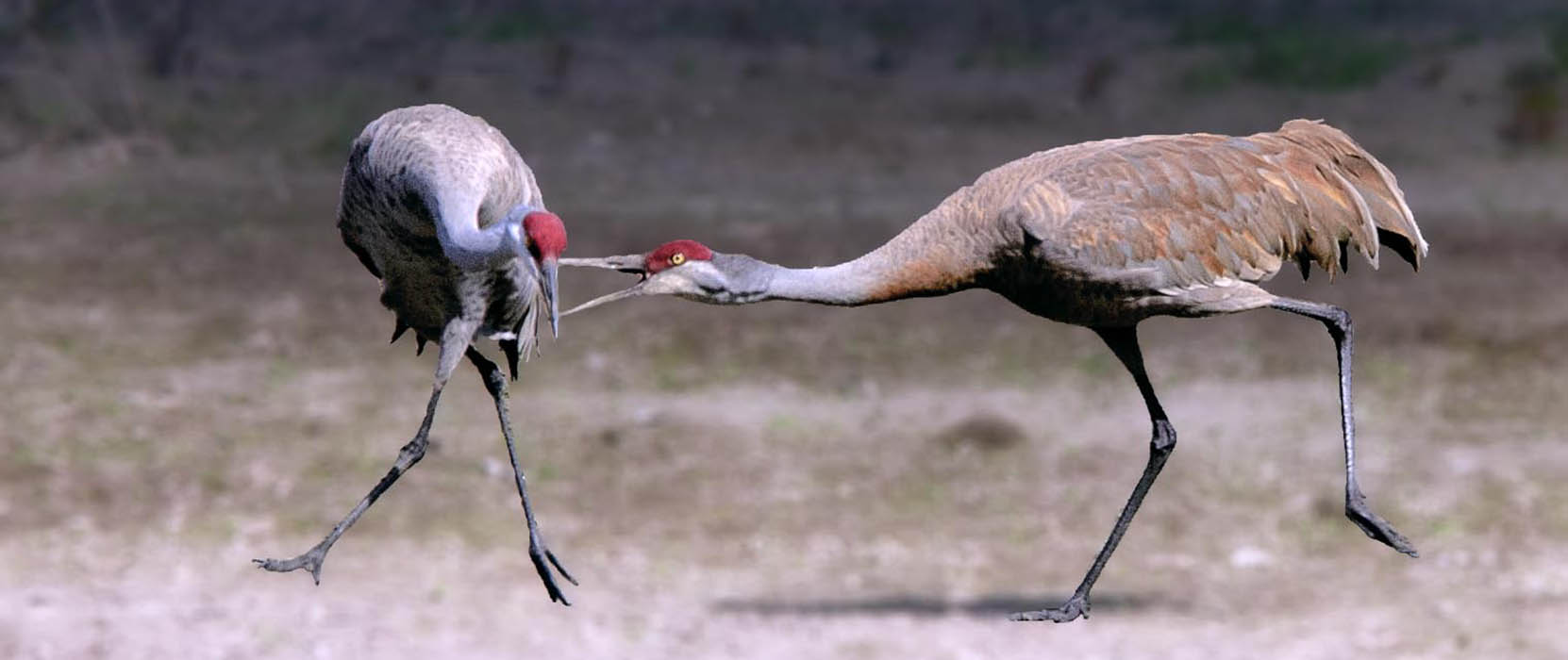 Fight at Creamer's Refuge slide